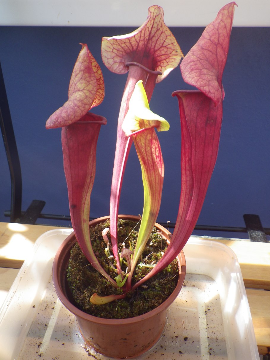 Саррацения растение хищник