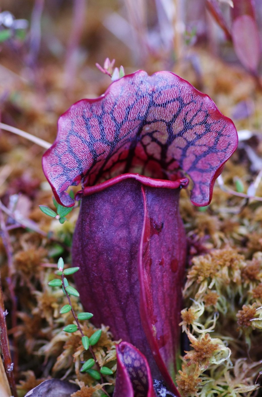 How to grow Pitcher Plants