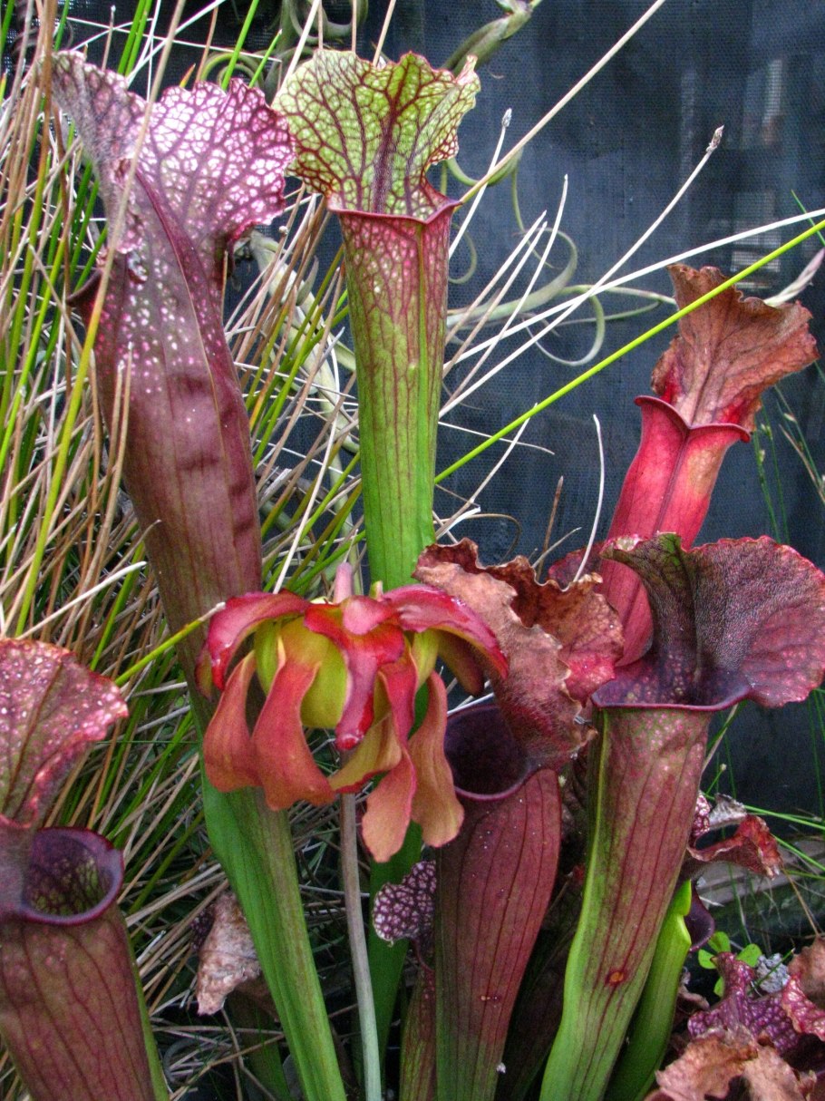 Vleesetende planten растение