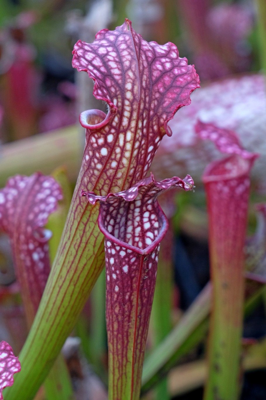 Саррацения rubra