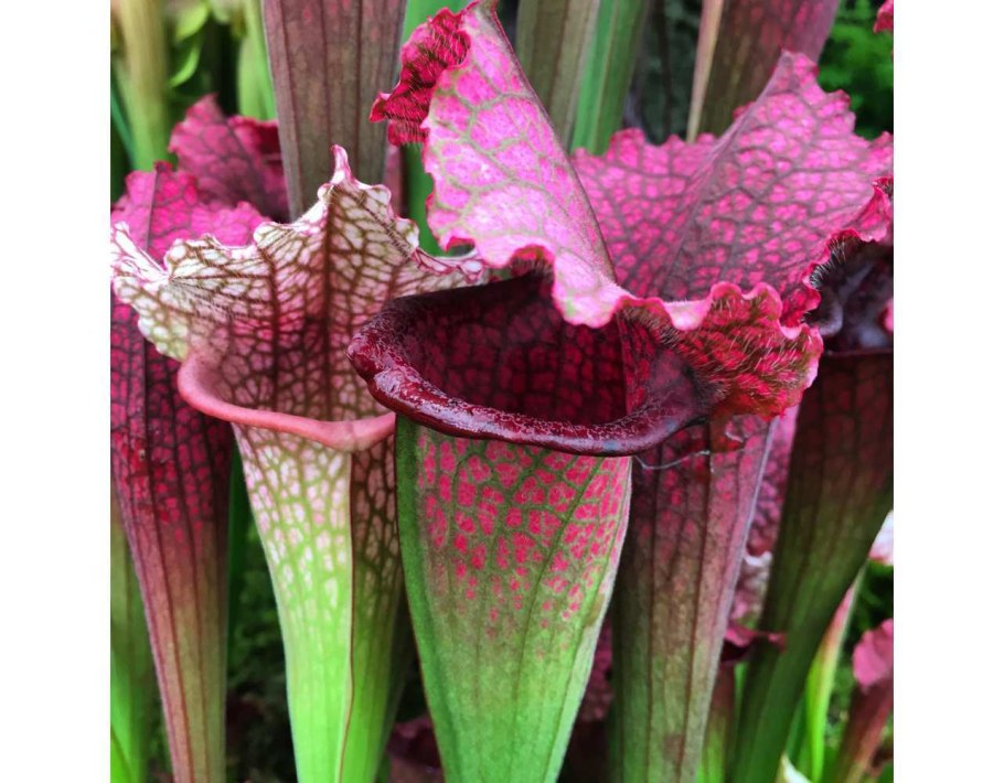 Sarracenia purpurea гомеопатия