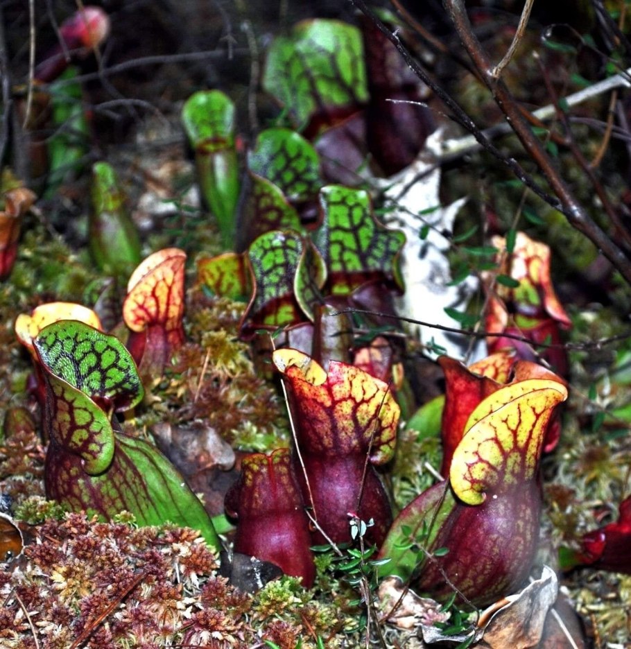 Саррацении микс