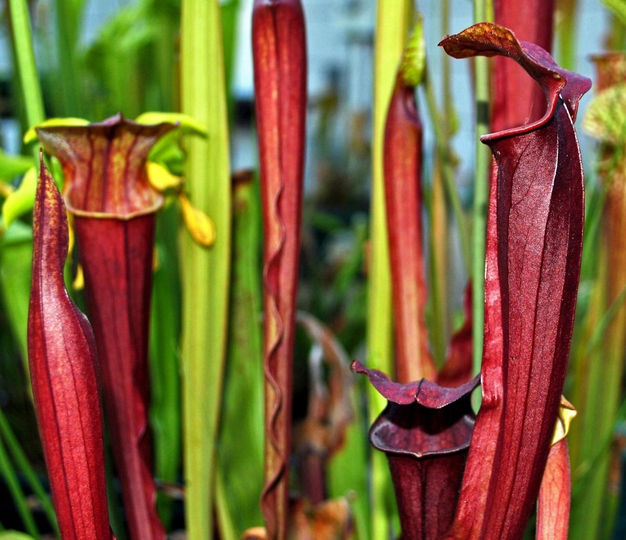 Кренанта сорт марун