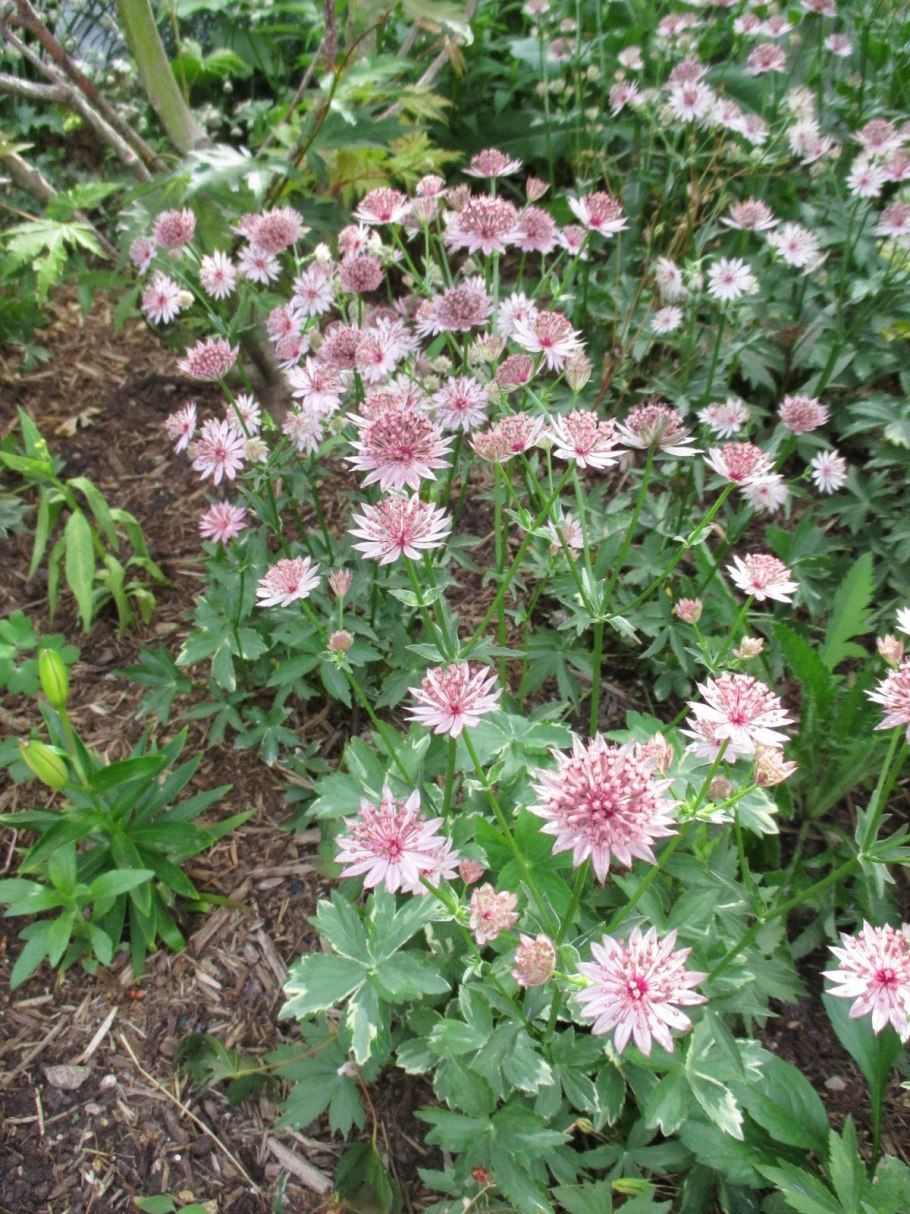 Астранция герань