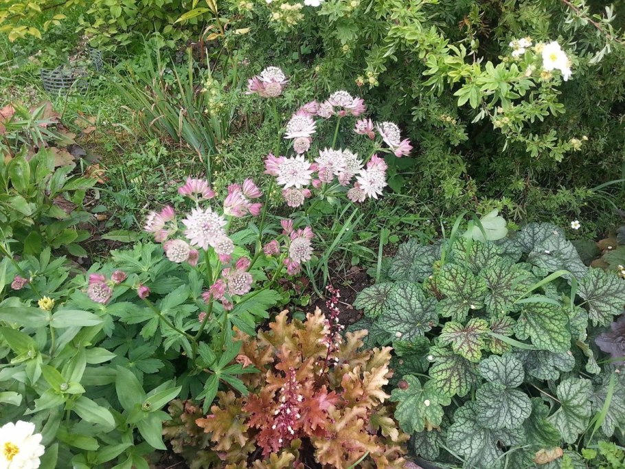 Астранция многолетник