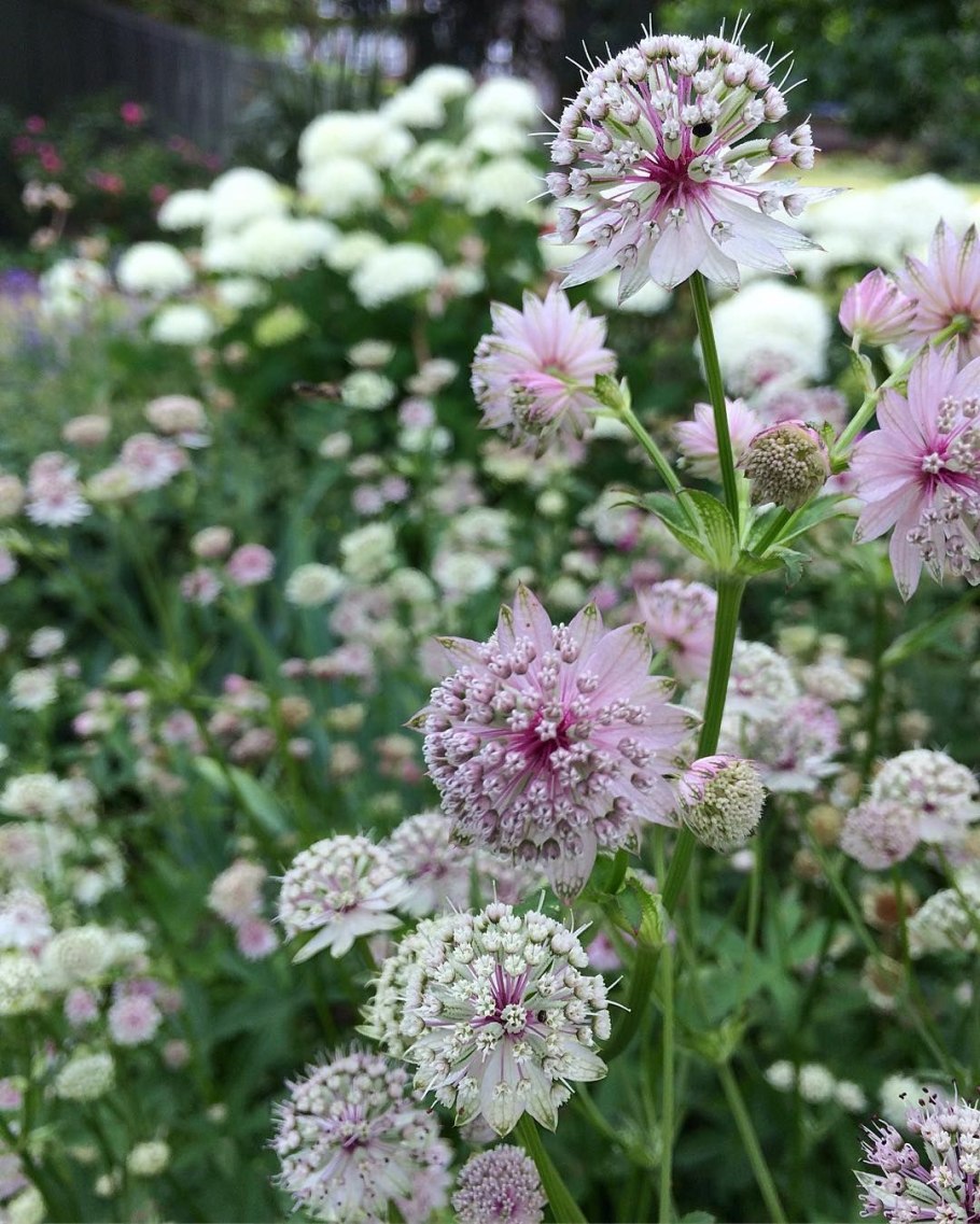 Цветник герань Астранция