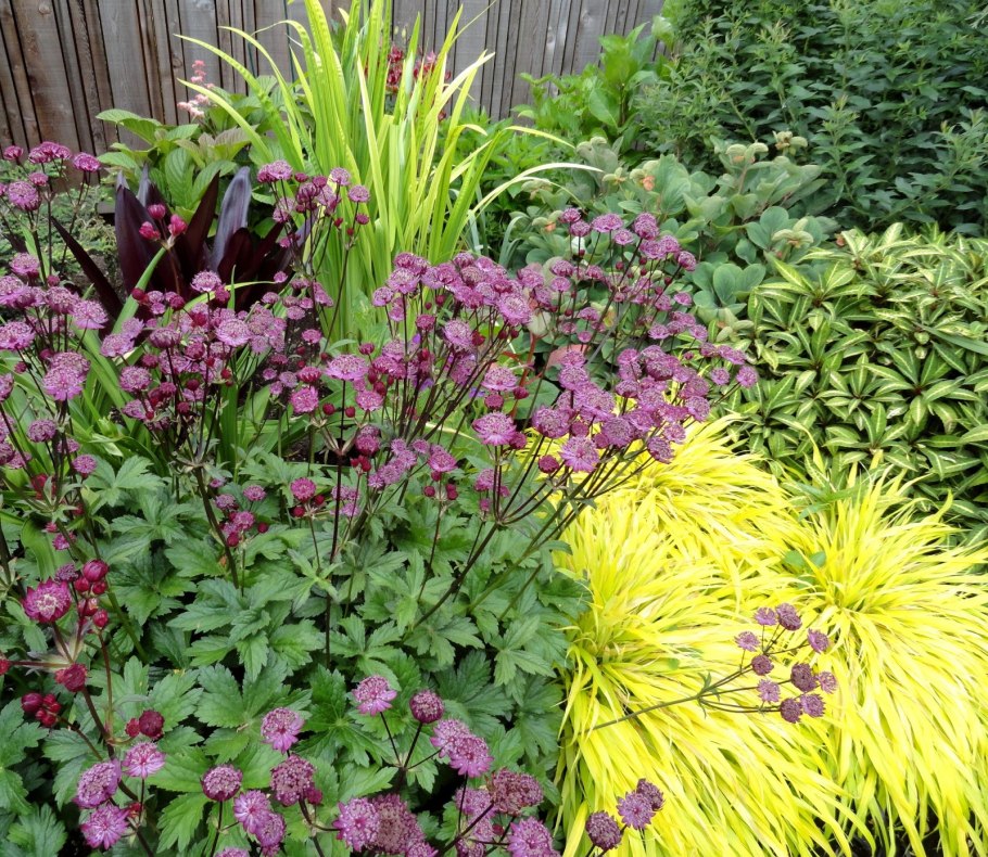 Астранция Мулен Руж