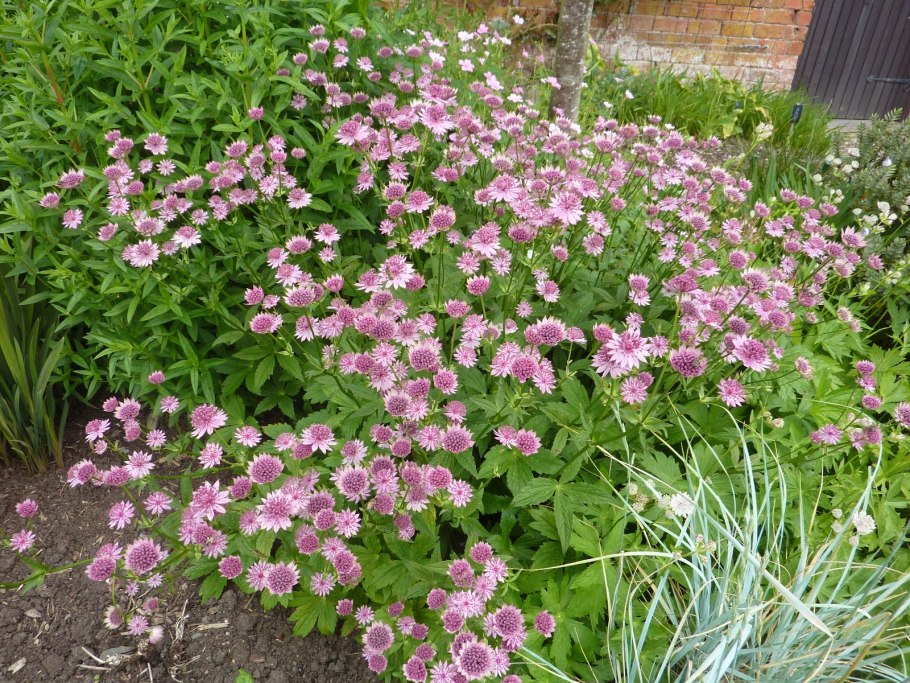 Астранция карниольская