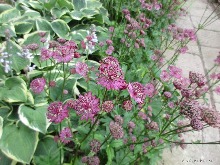 Астранция крупноцветковая Венеция