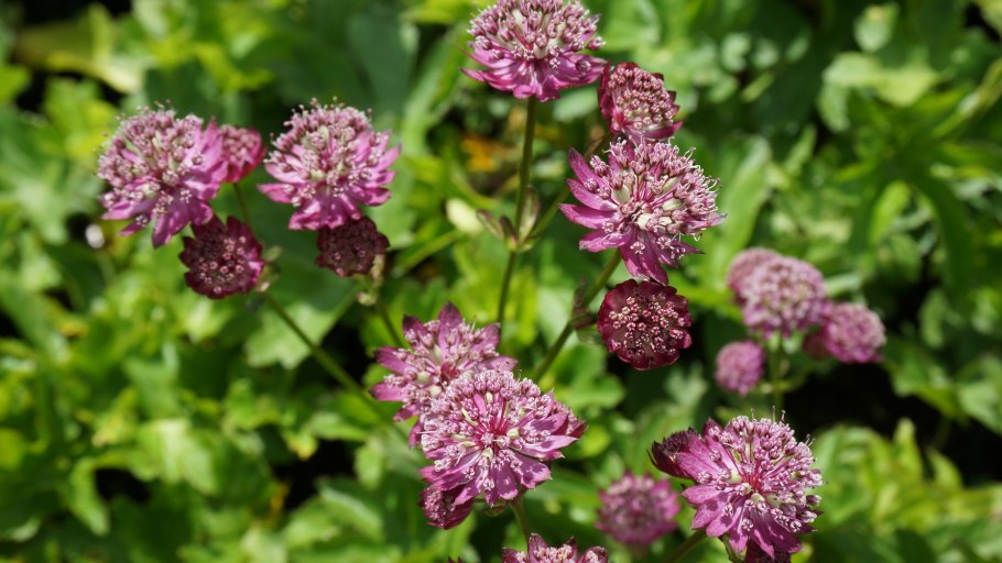 Астранция мажор Вайт