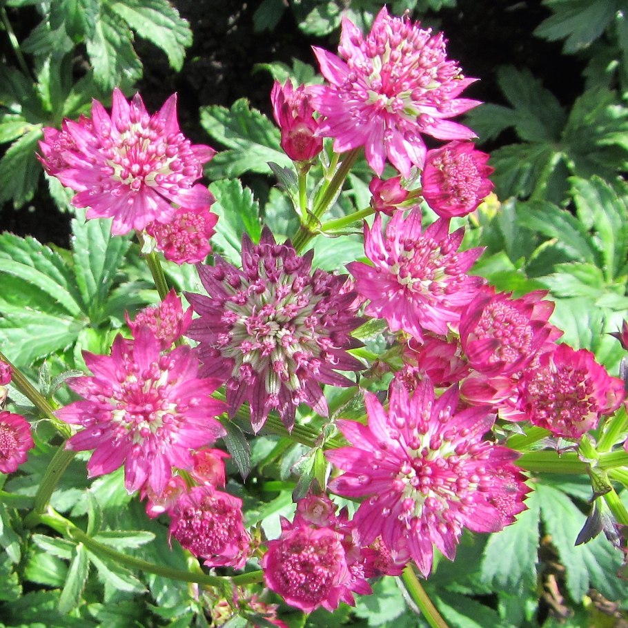 Астранция крупная Кларет