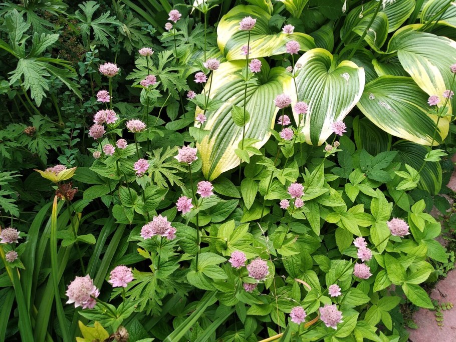 Астранция Major rosea