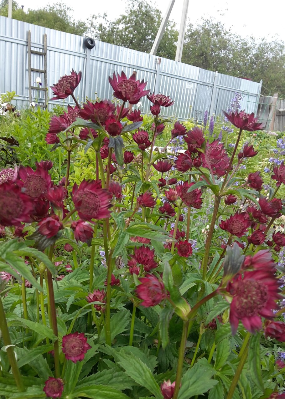 Астранция Major. Lars