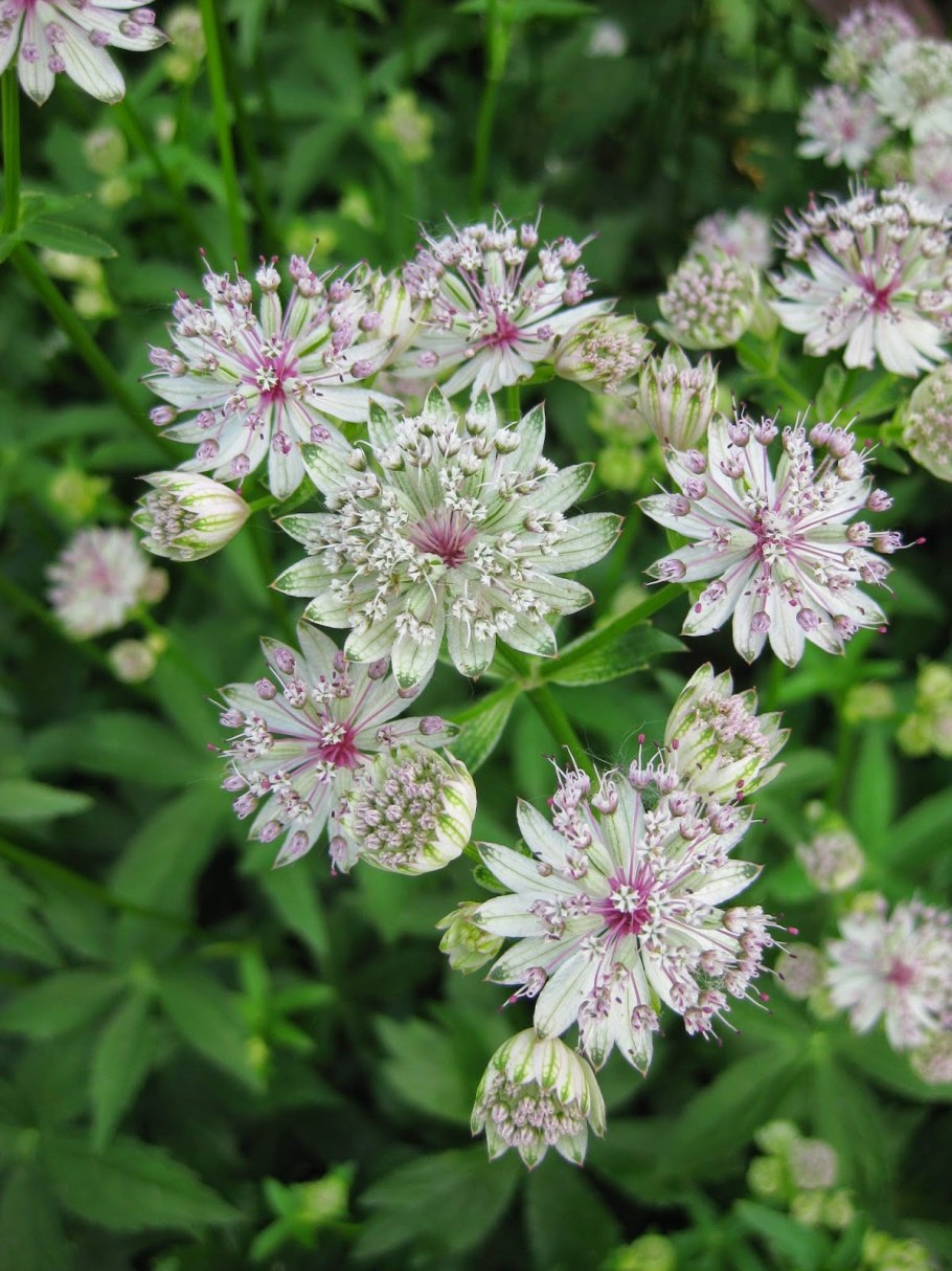 Астранция карниольская Рубра