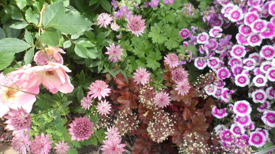 Астранция малиновая