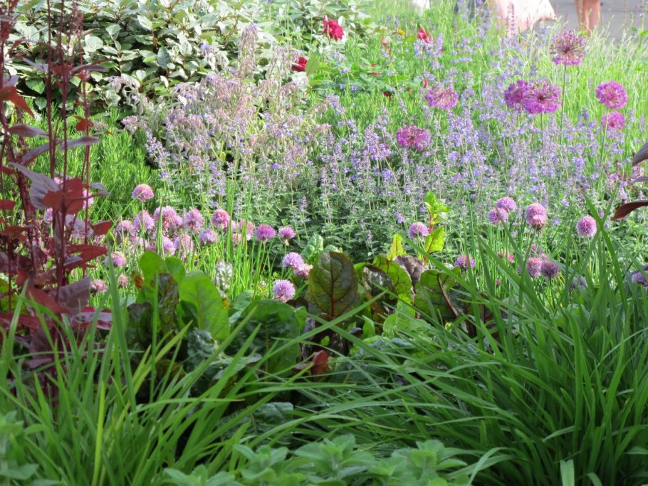 Астранция Рим