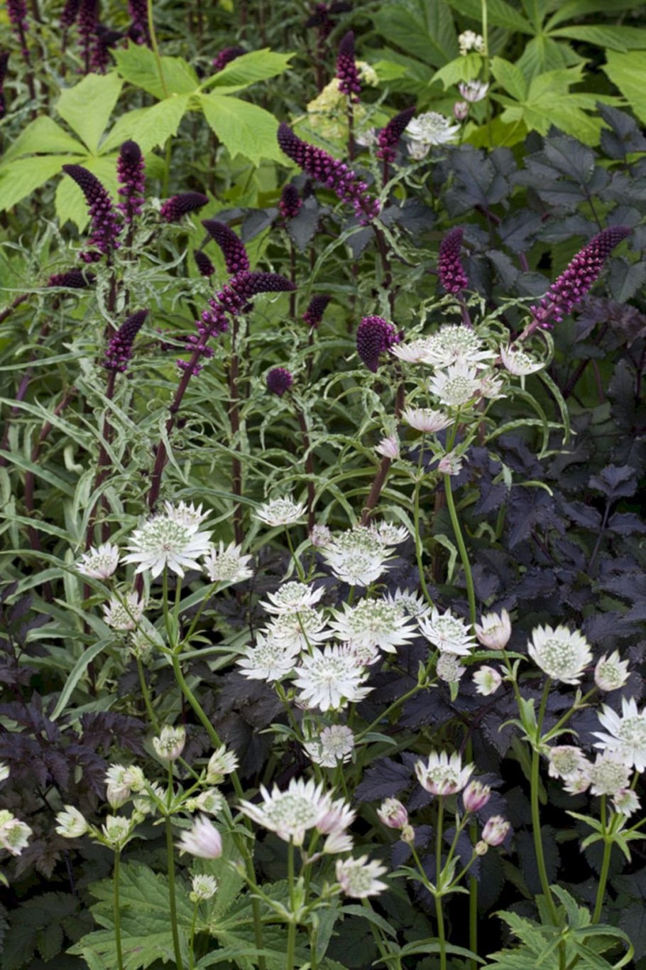Astrantia Major 'Shaggy' .