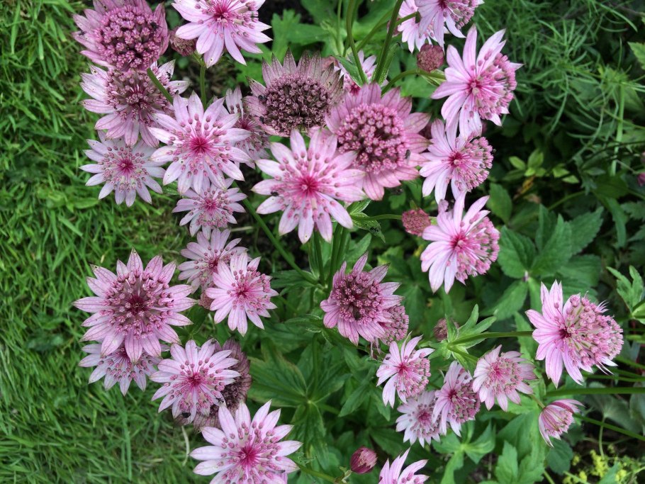 Астранция крупная (Astrantia Major)