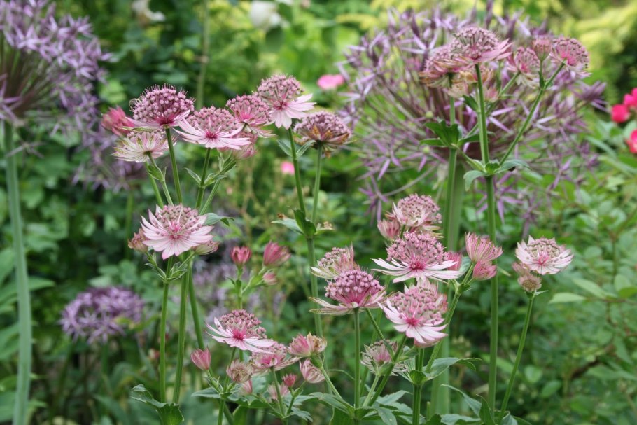Астранция крупная (Astrantia Major)