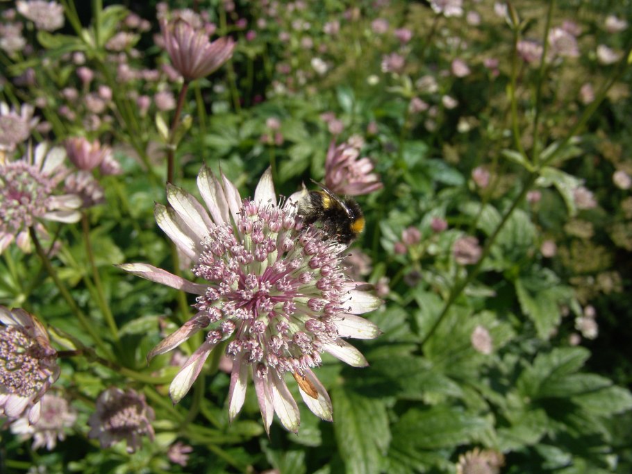 Астранция Биберштейна