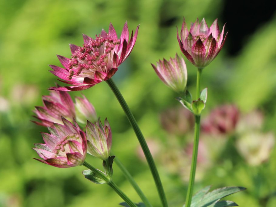 Астранция Розен симфония