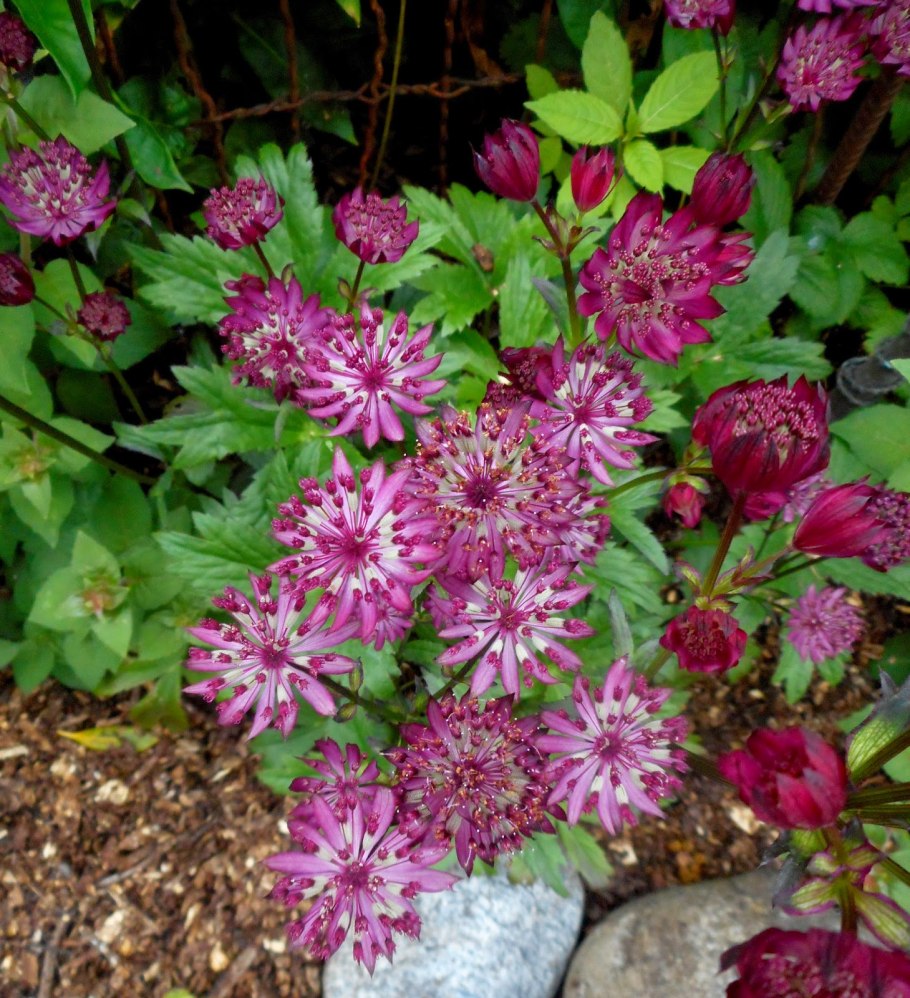 Астранция Astrantia Major Claret