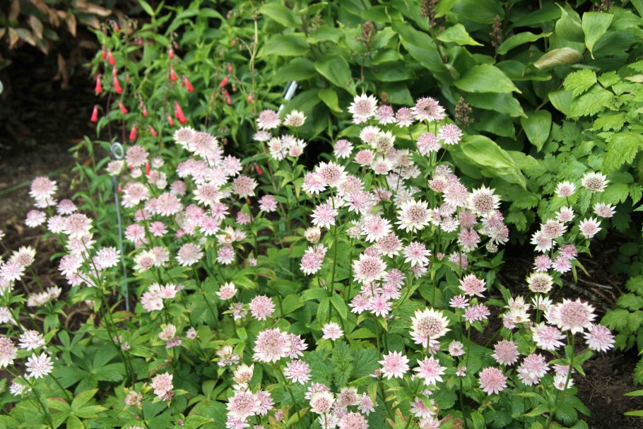 Astrantia major star of beauty