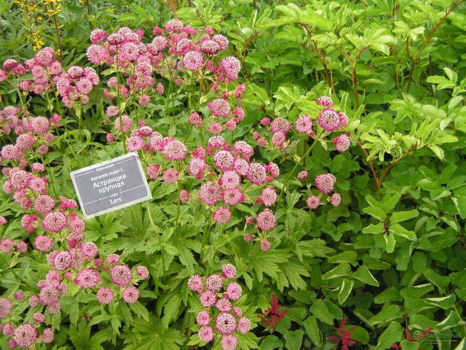 Астранция Major rosea