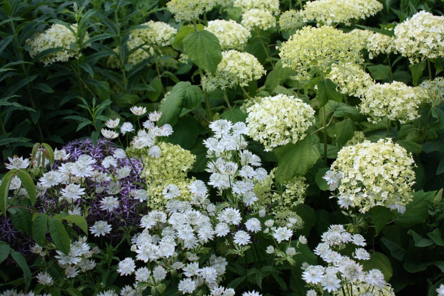 Астранция и гортензия
