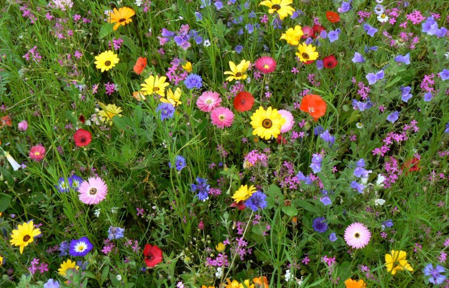 Мавританский газон Альпийский луг