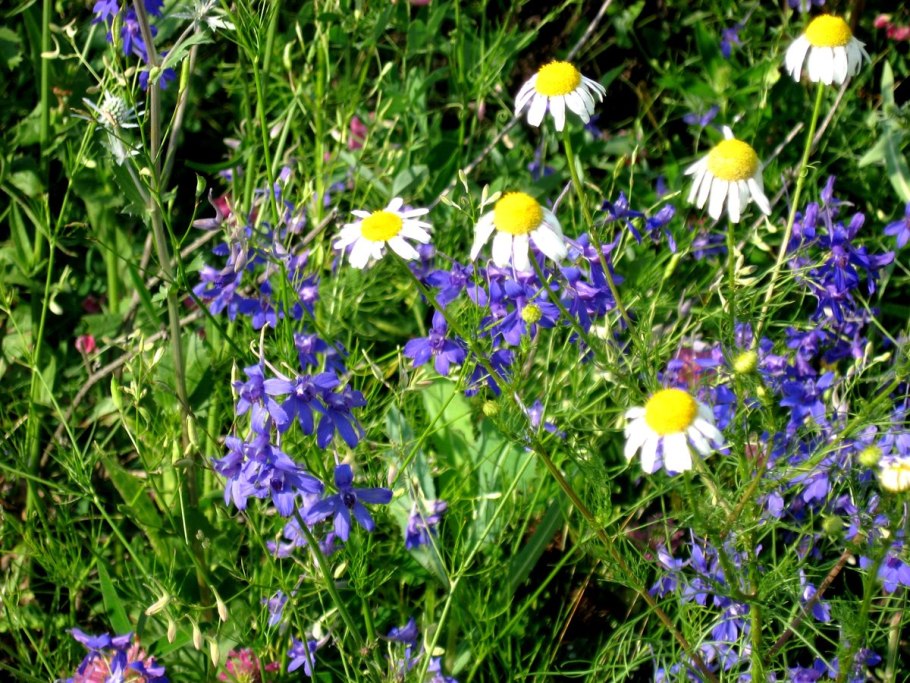 Полевые цветы Ленинградской области