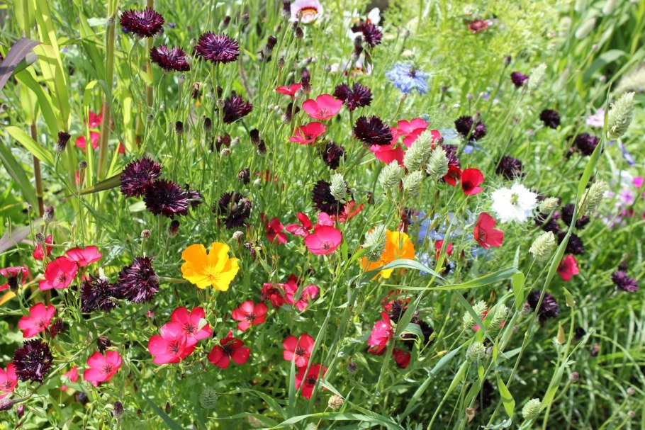 Однолетние полевые растения