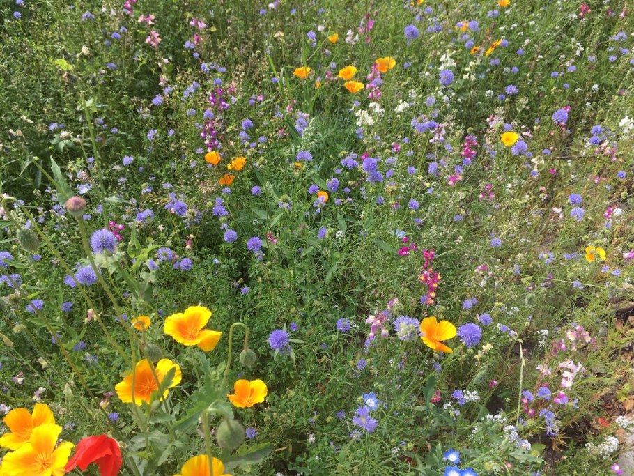 Полевая Астра Крымская