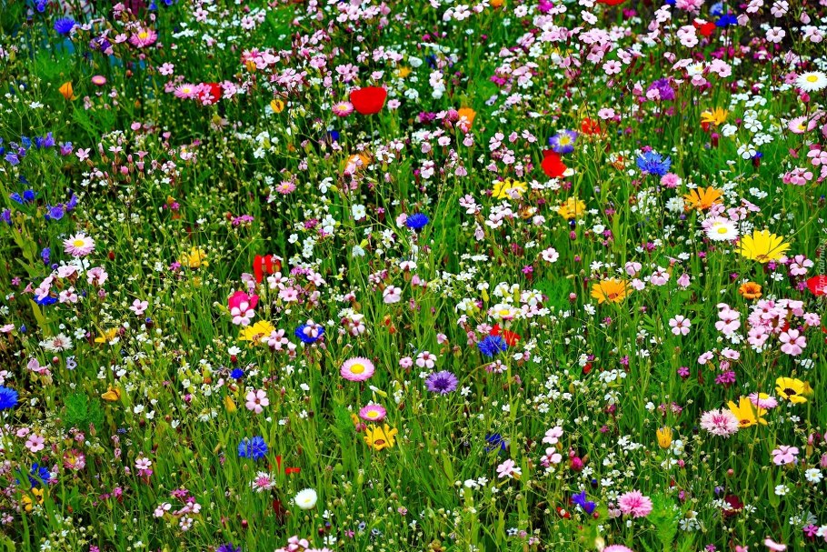 Мы были на лугу полный цветов