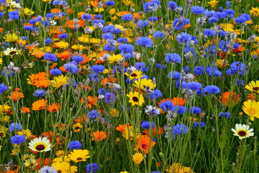 Мавританский Луговой газон