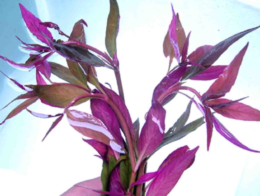 Альтернантера сплендида содержание в аквариуме