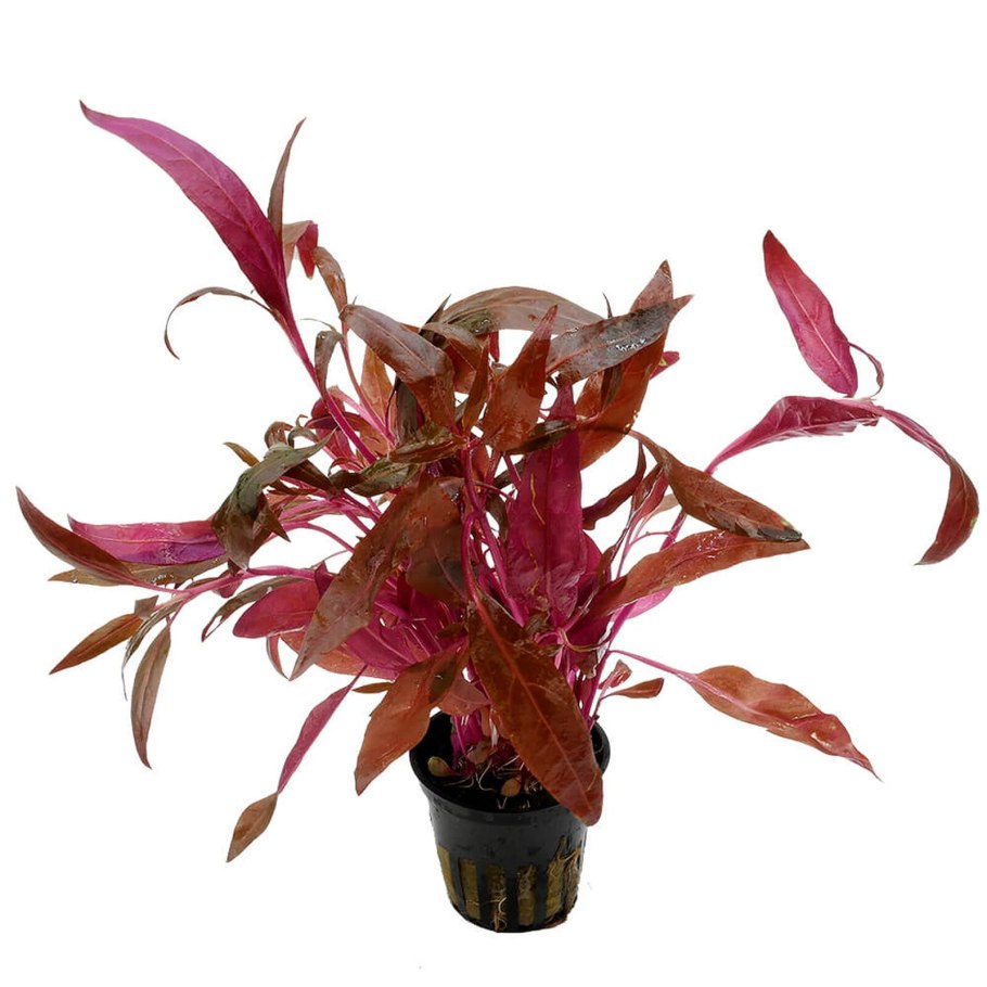 Альтернантера Рейнека розефолия