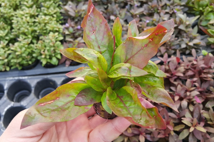 Альтернантера Оципус