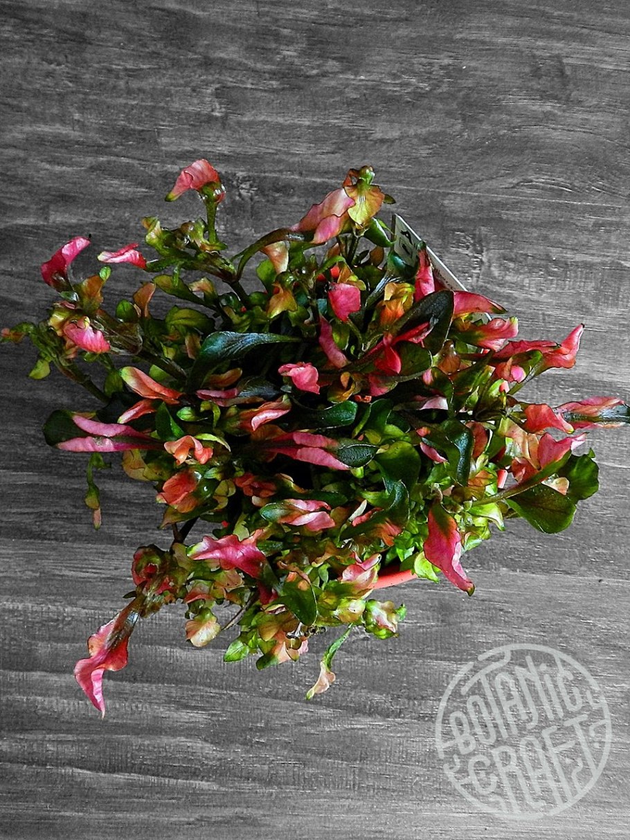 Amaranthaceae Alternanthera