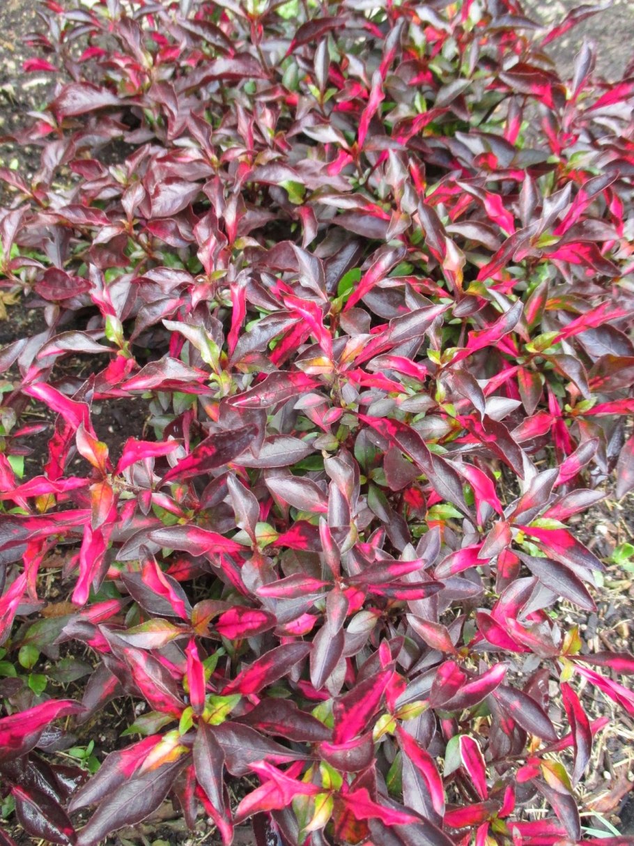 Альтернантера Атена мультиколор