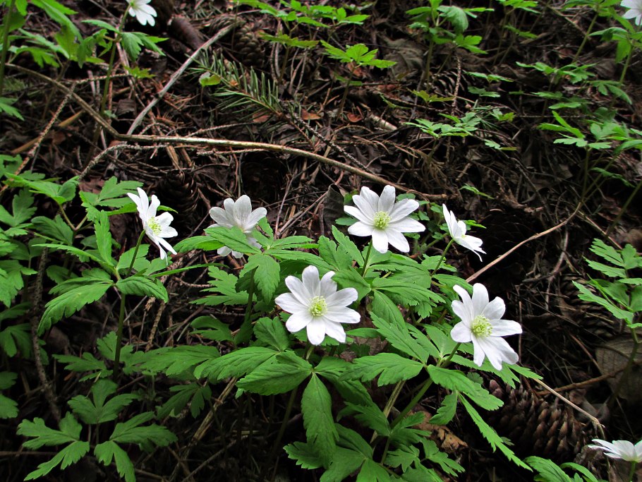 Ветреница анемона Лесная