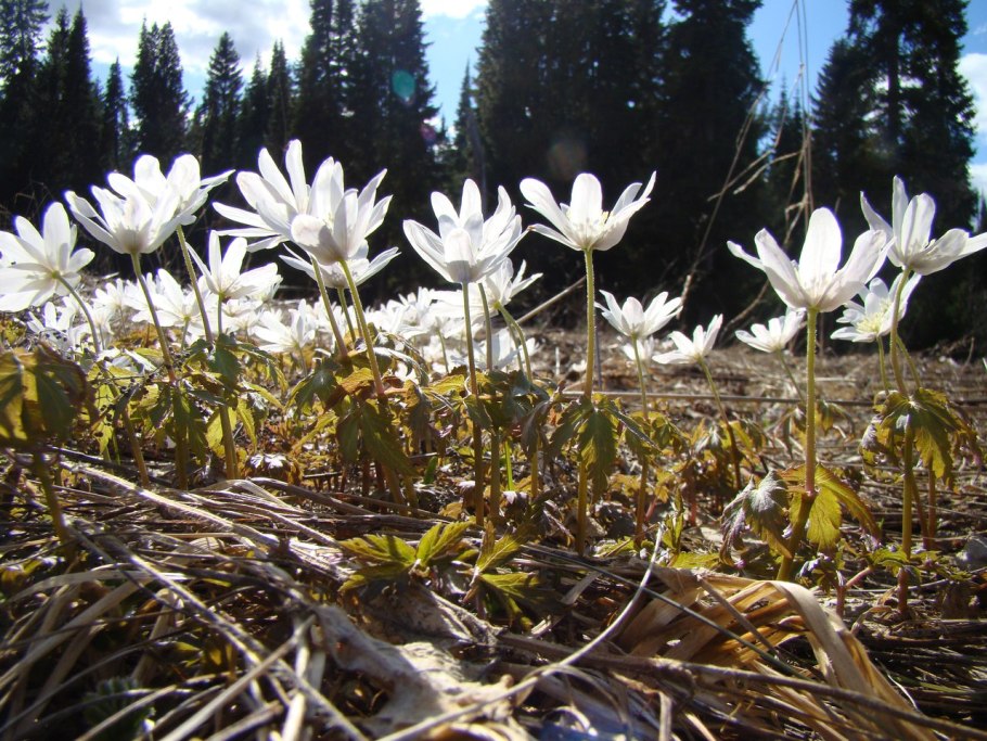 Подснежник ветреница Лесная