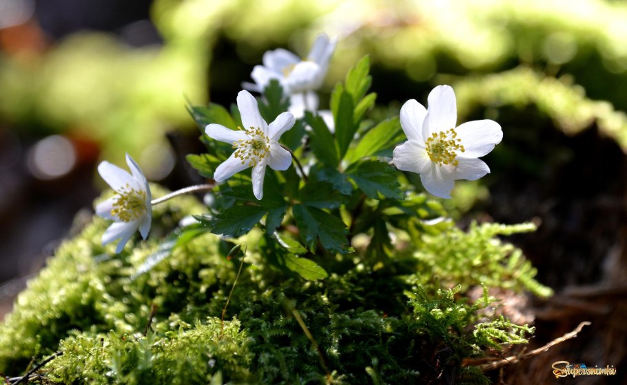 Март ветреница