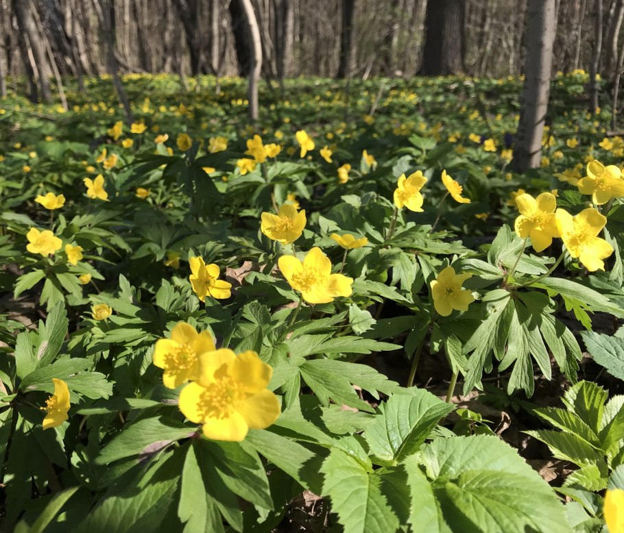 Белые цветы в лесу