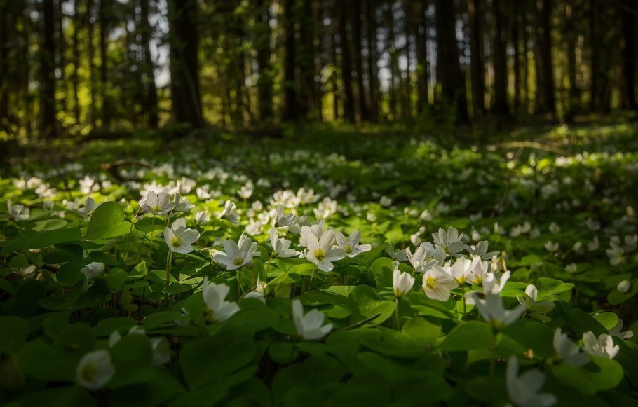 Ветреница Амурская
