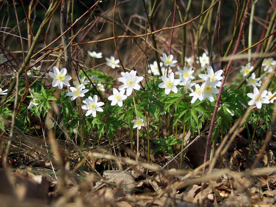 Подснежник ветреница Лесная