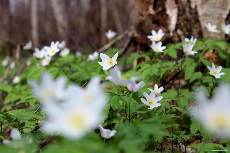 Ветреница Лесная Полянка