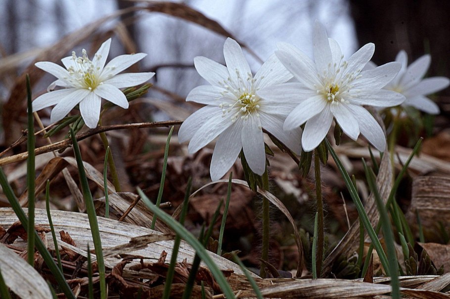 Сорта ветреницы Дубравной