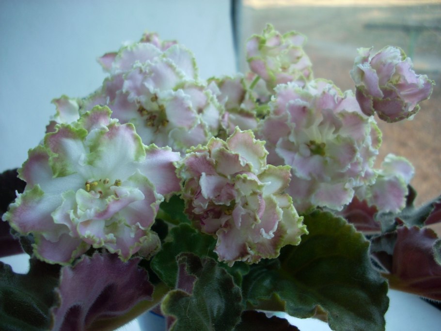 Сенполия пт Инфинити