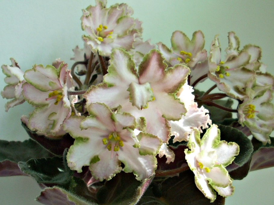 Селекционер фиалок Татьяна Пугачева